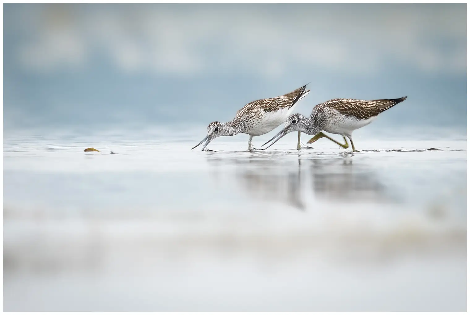 Greenshank