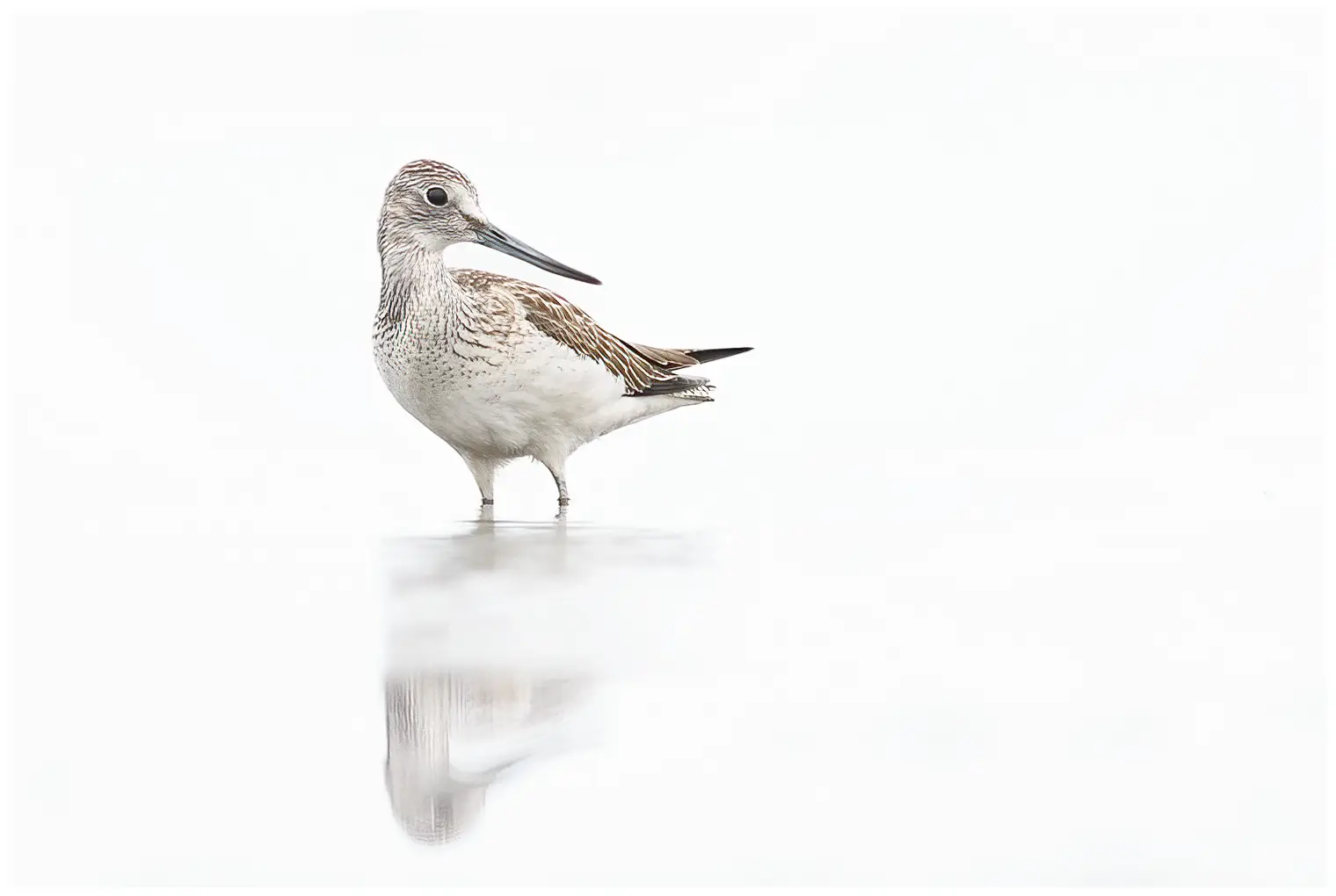 Greenshank