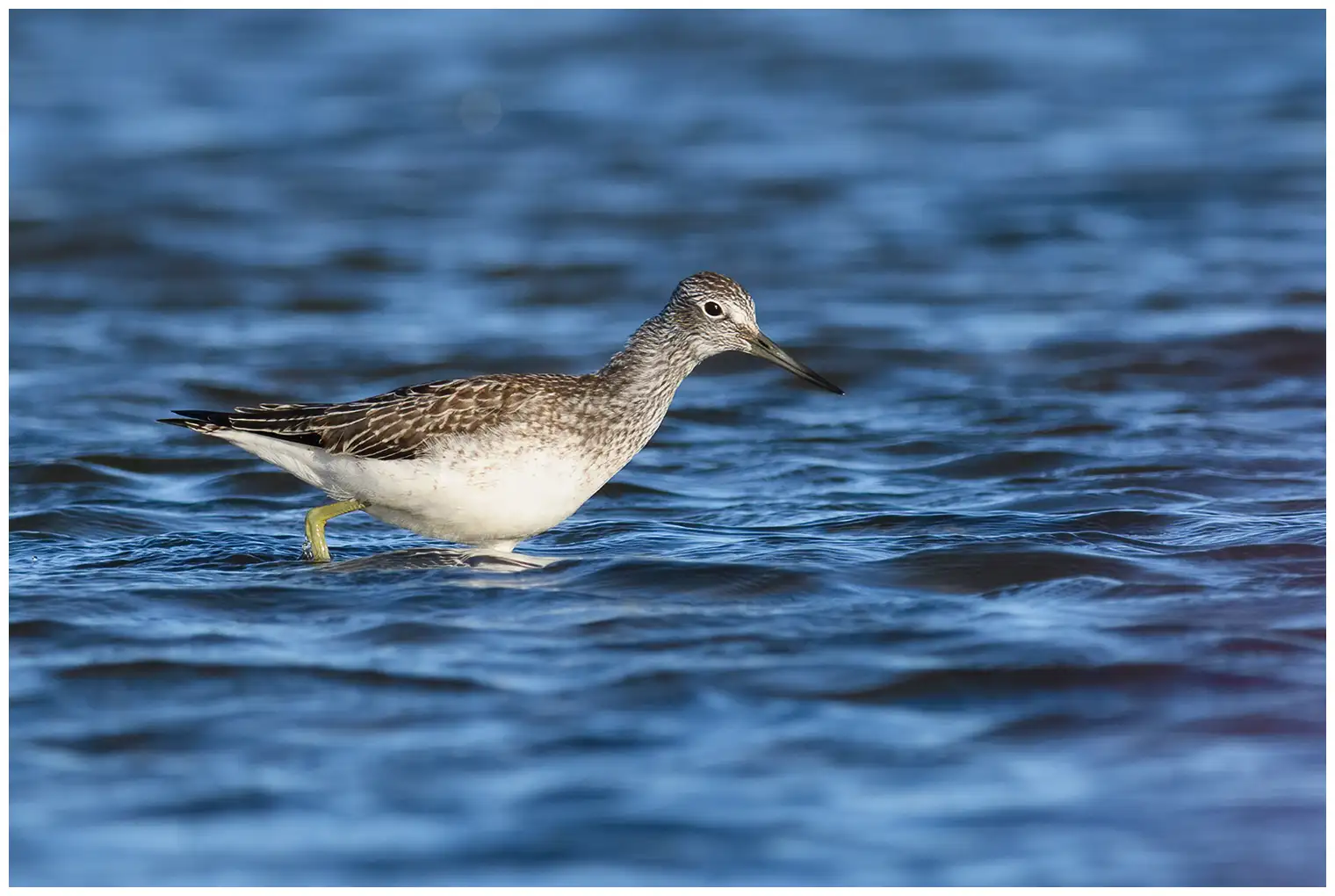 Greenshank