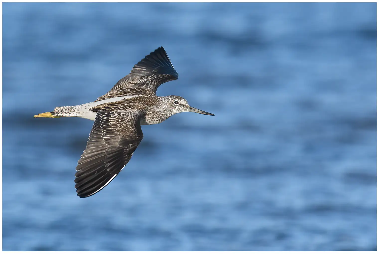 Greenshank