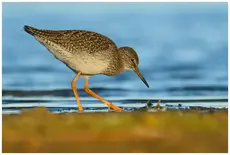 Redshank