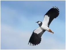 Northern Lapwing