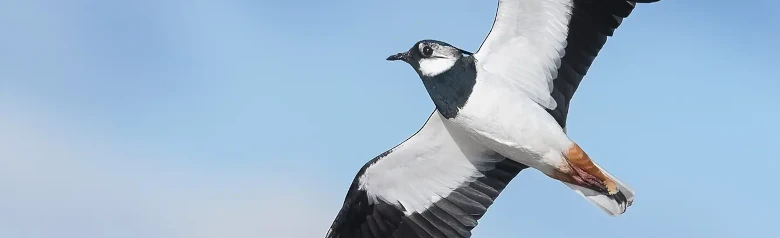 Northern Lapwing