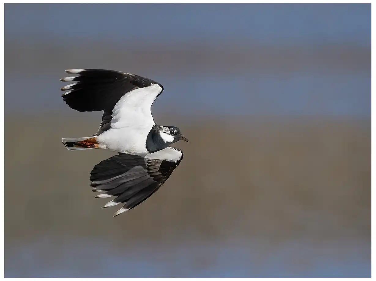 Northern Lapwing