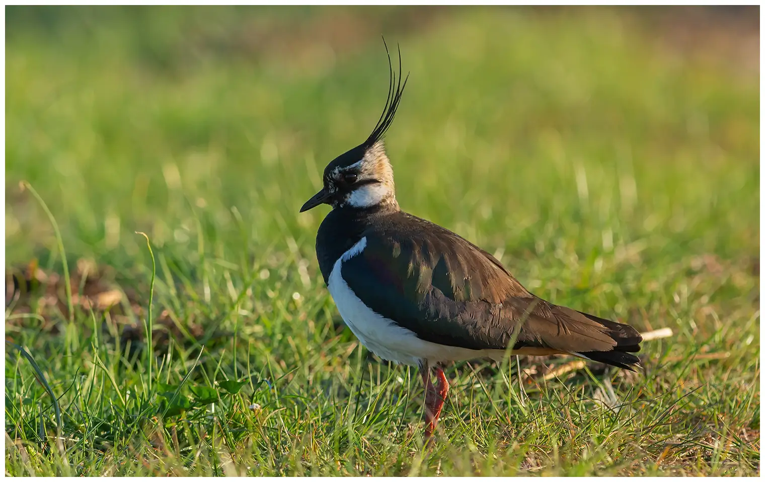 Northern Lapwing