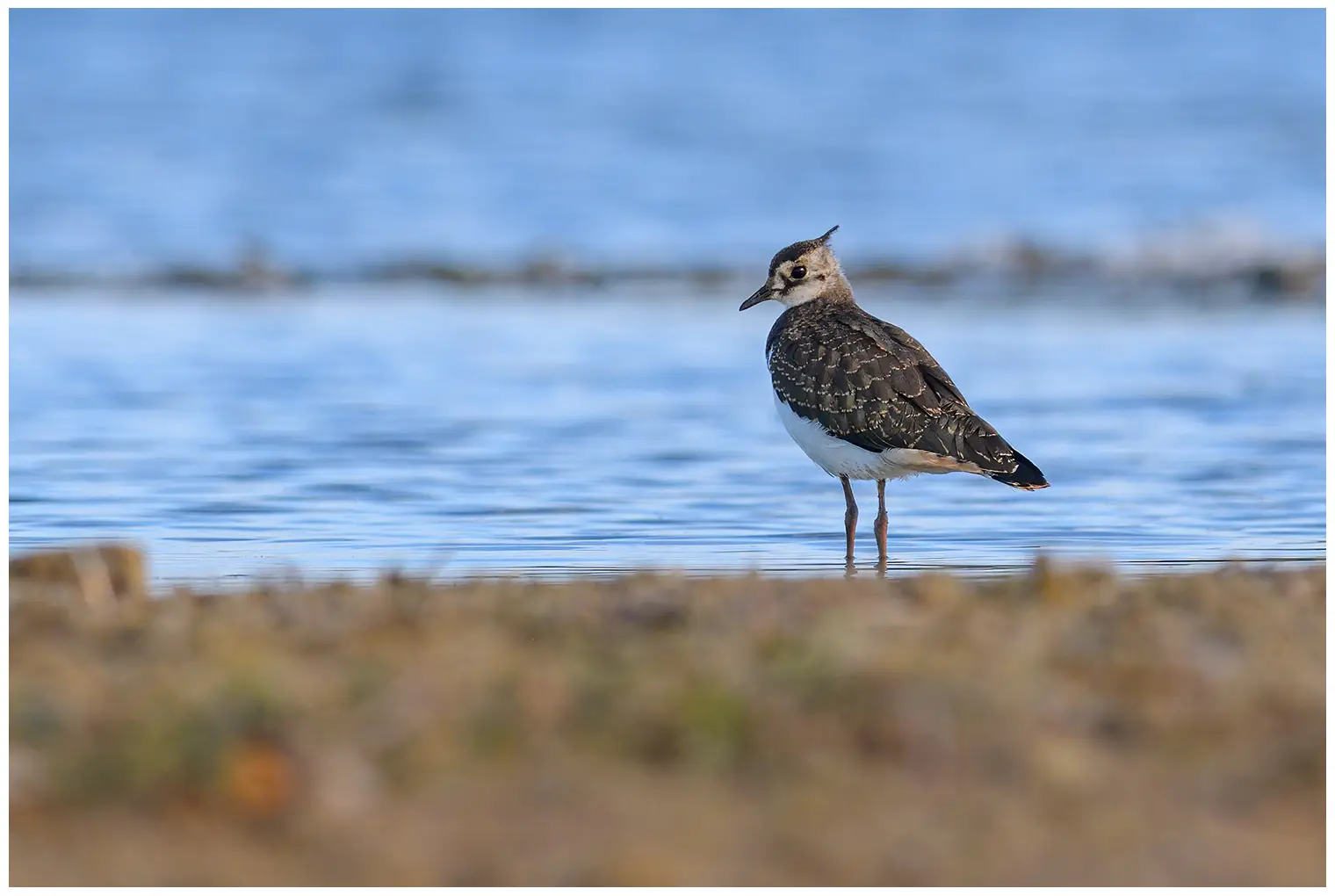 Northern Lapwing