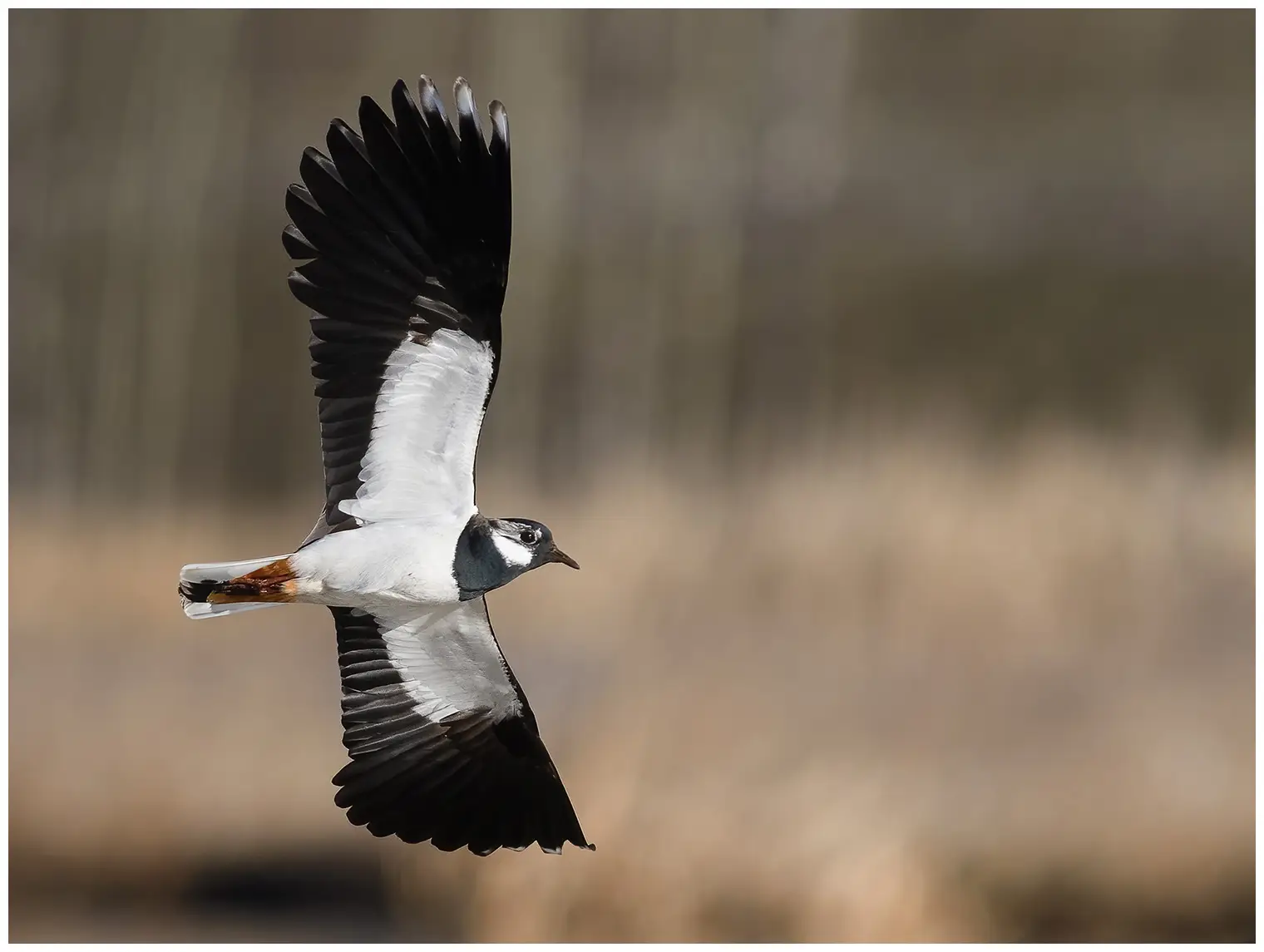 Northern Lapwing