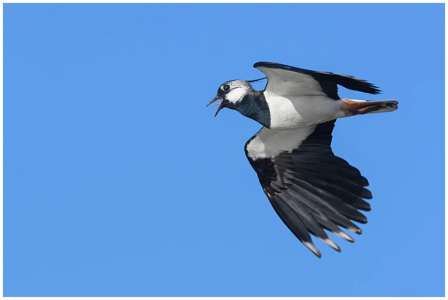 Northern Lapwing