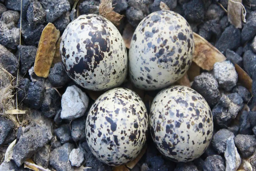 Northern Lapwing