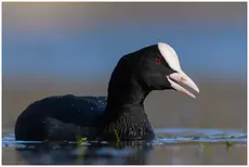 Coot