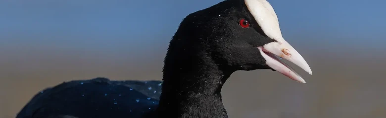 Coot