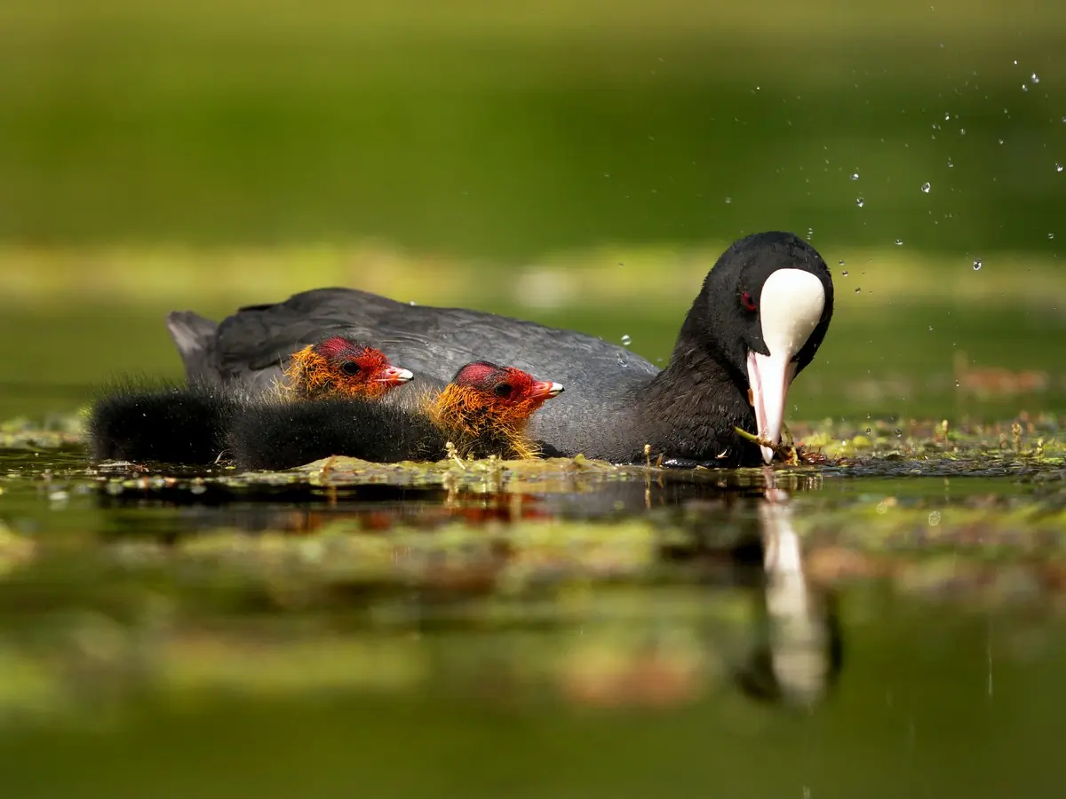 Coot