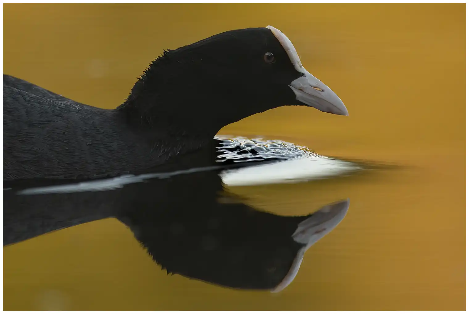 Coot