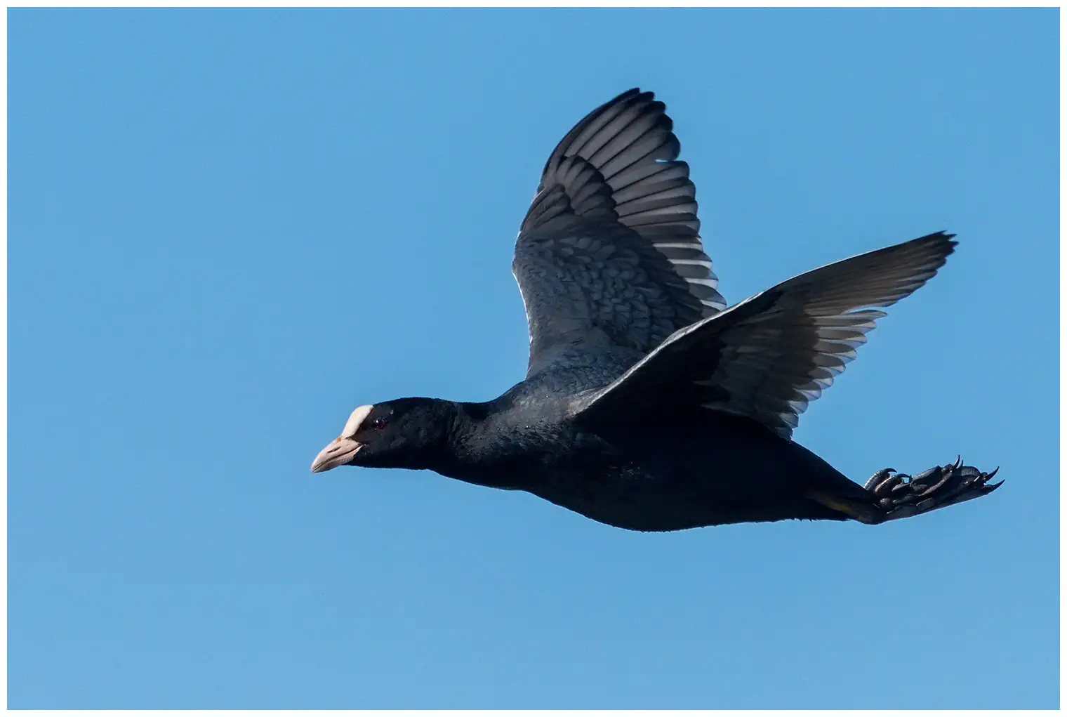 Coot