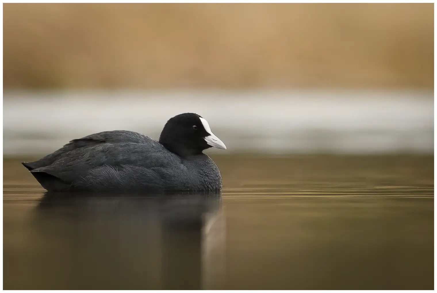 Coot