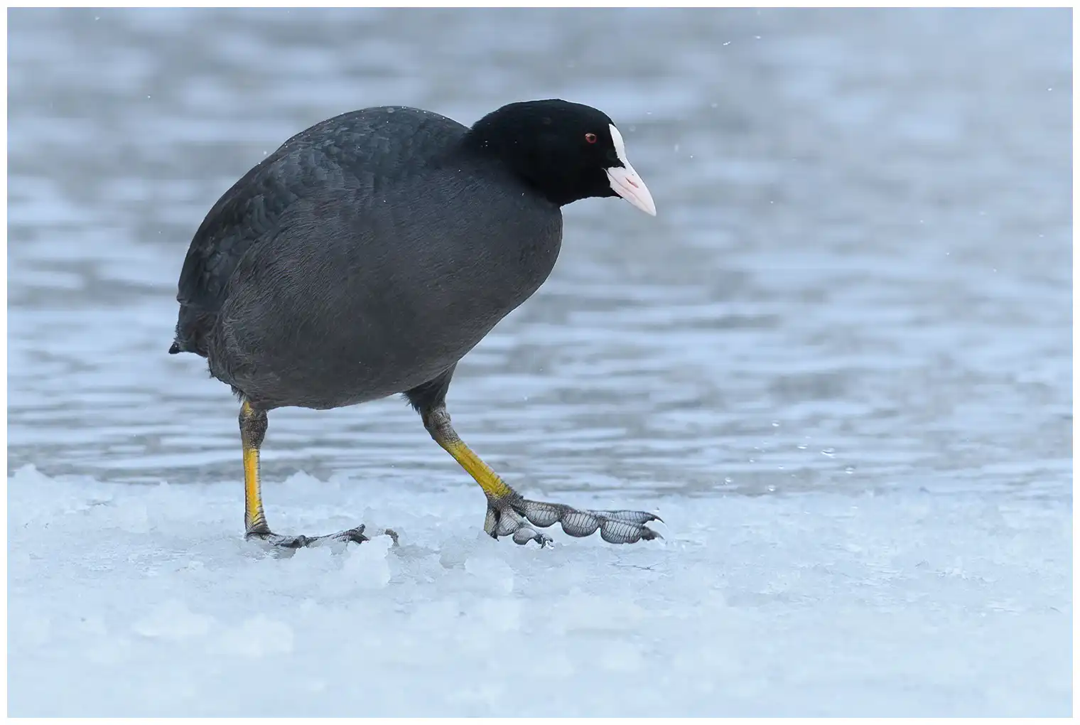 Coot