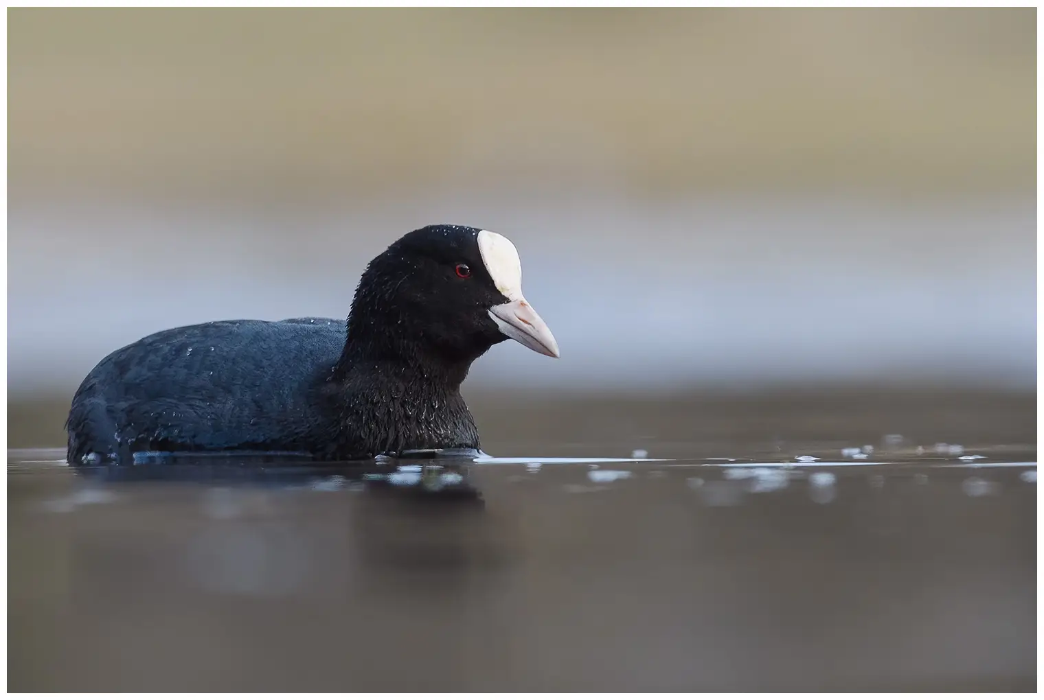 Coot