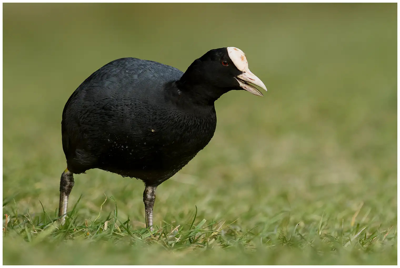 Coot