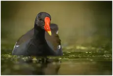 Moorhen