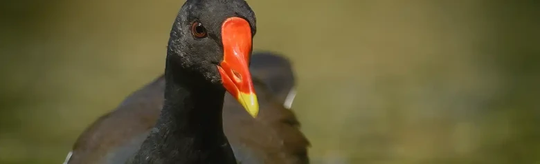 Moorhen