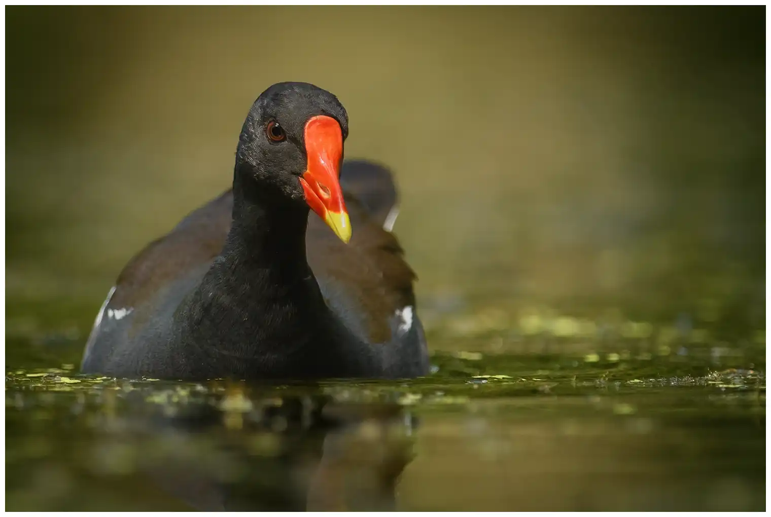 Moorhen