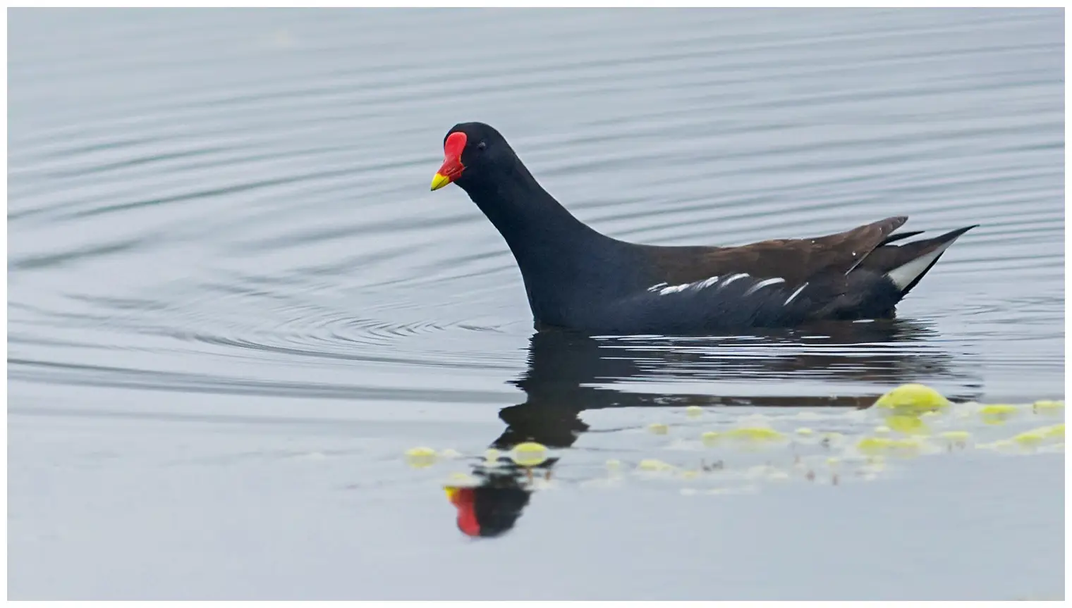 Moorhen