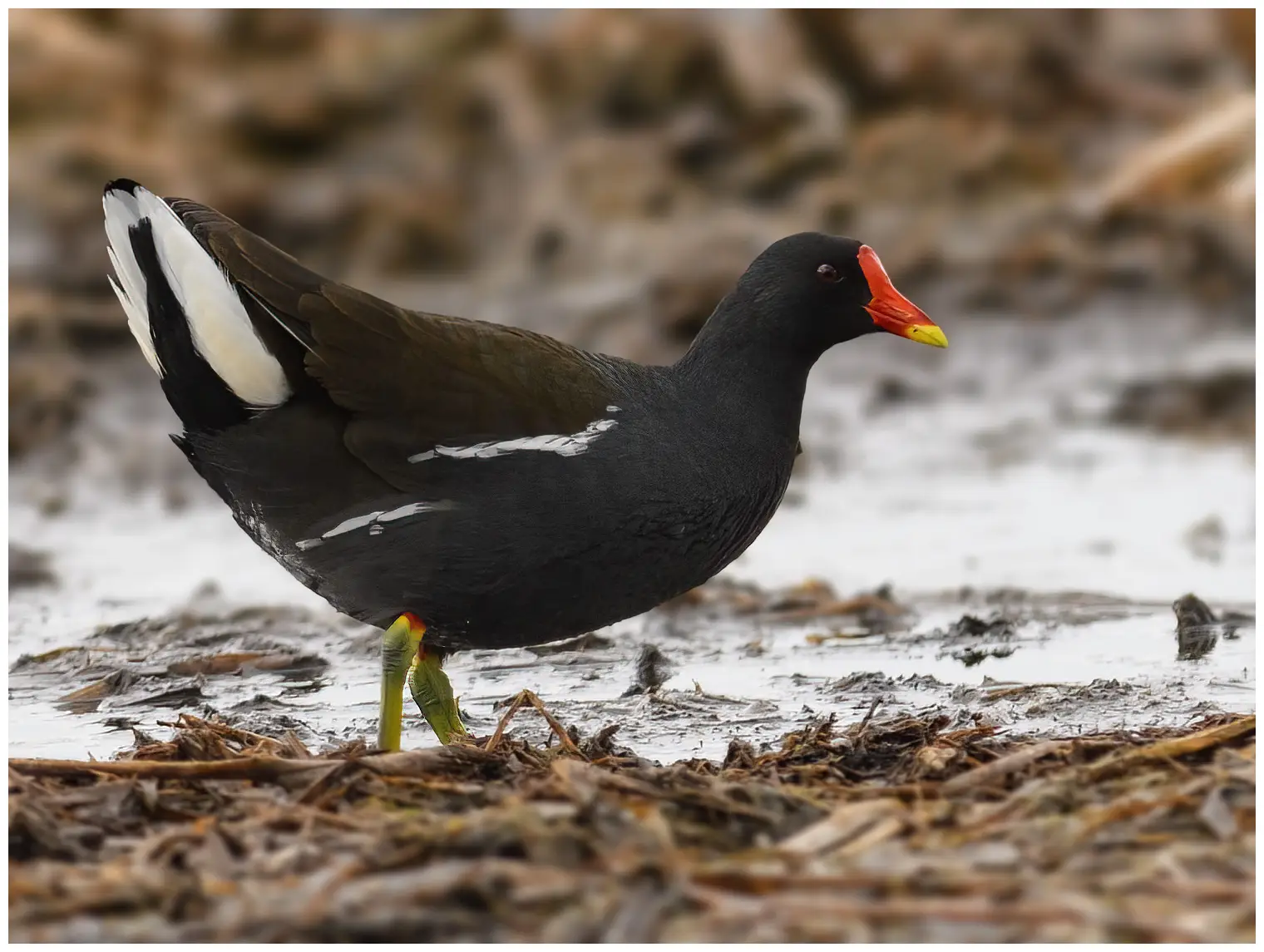 Moorhen