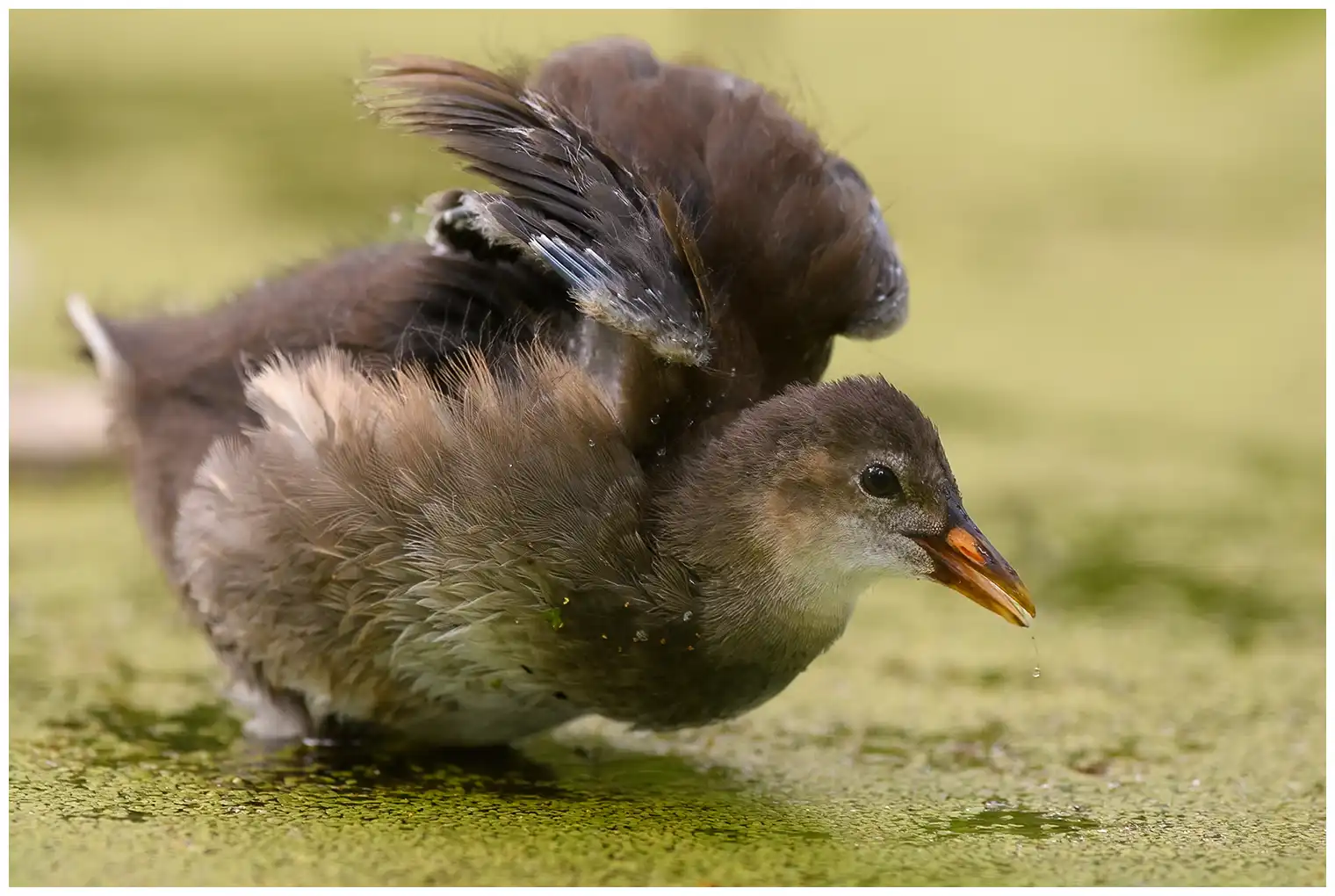 Moorhen
