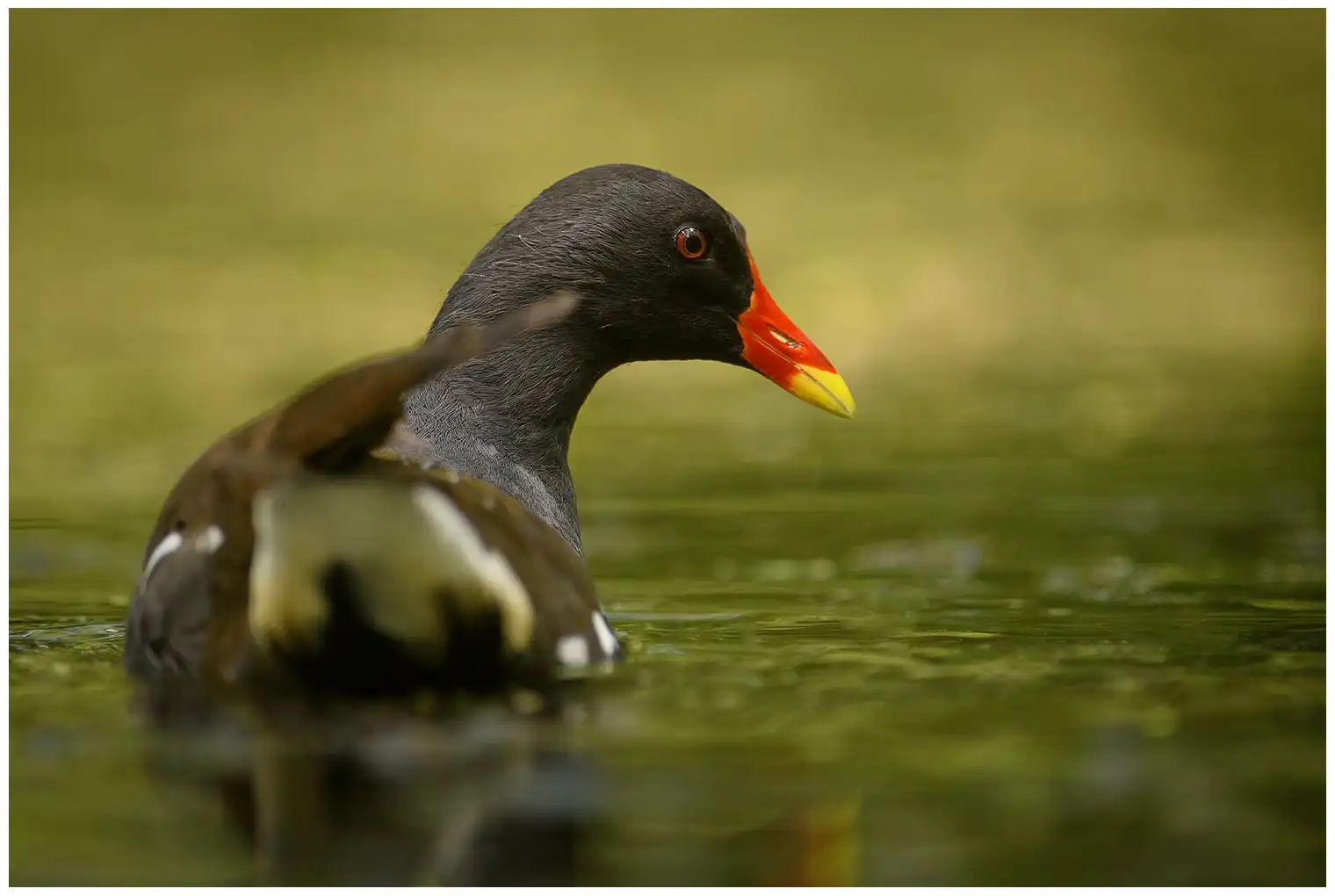 Moorhen
