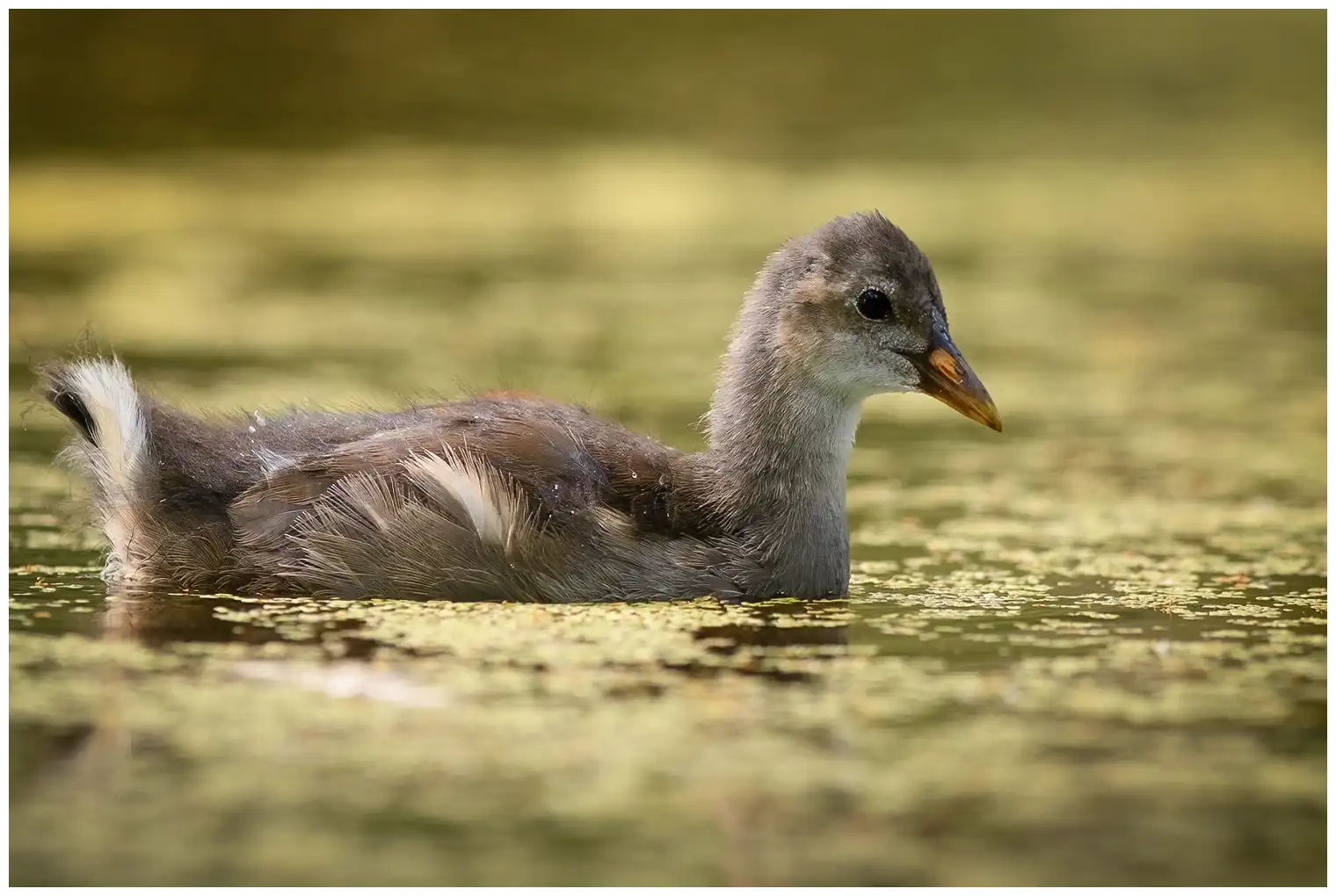 Moorhen