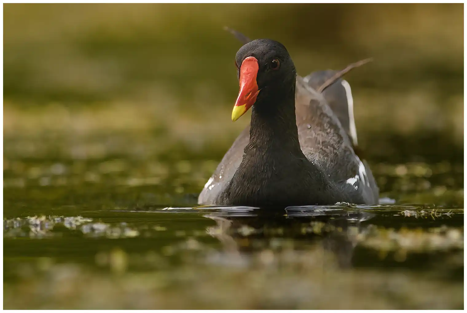 Moorhen