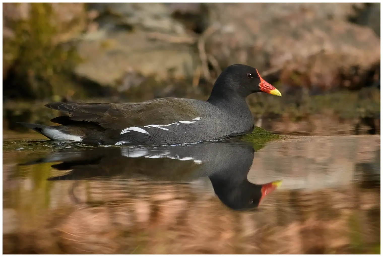 Moorhen