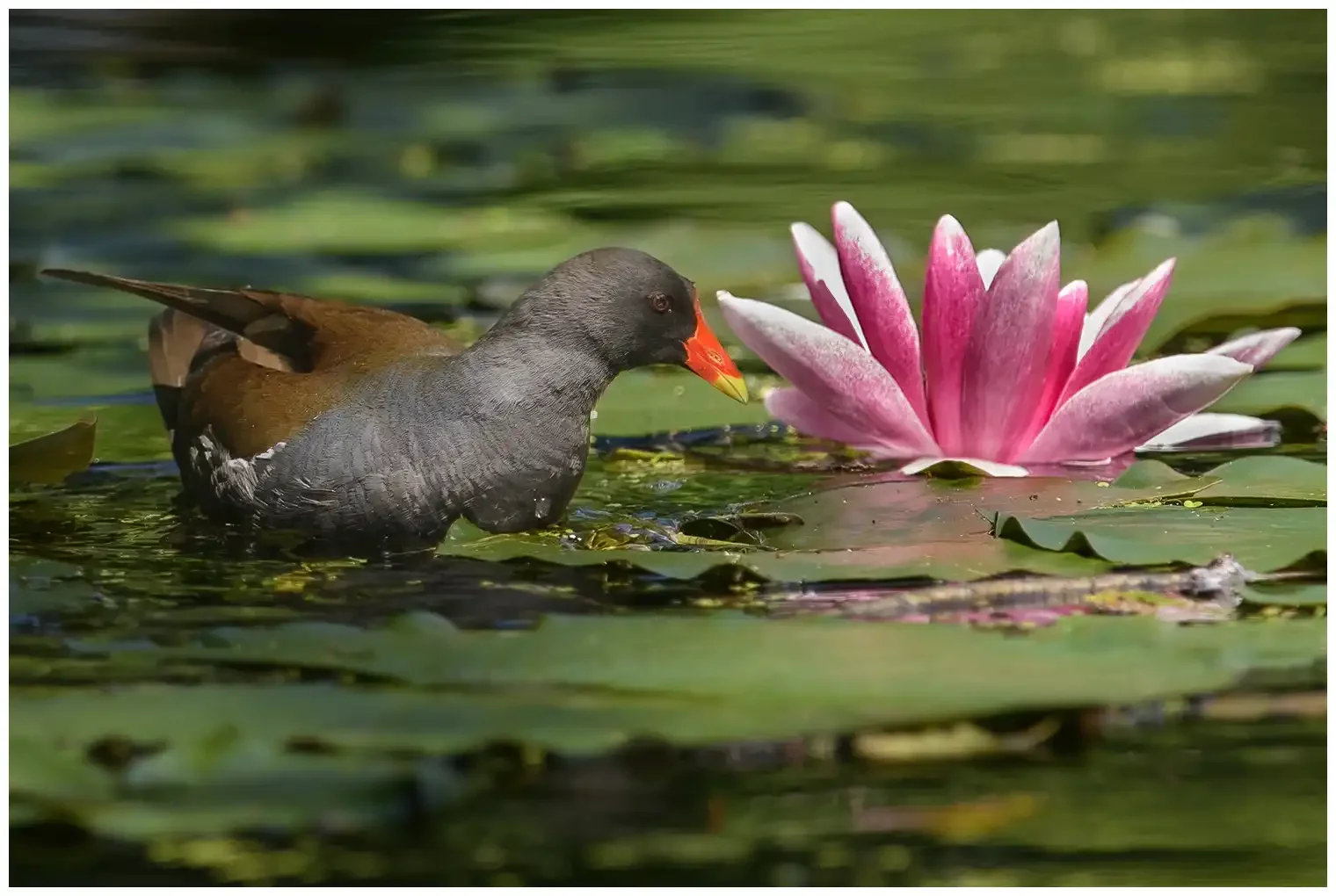Moorhen