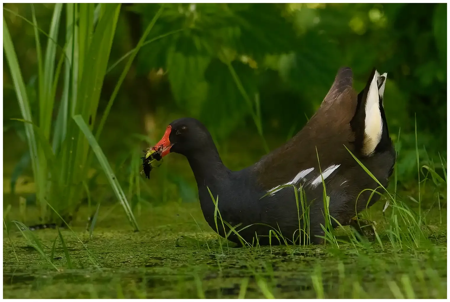Moorhen