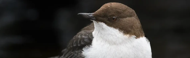 White-throated Dipper