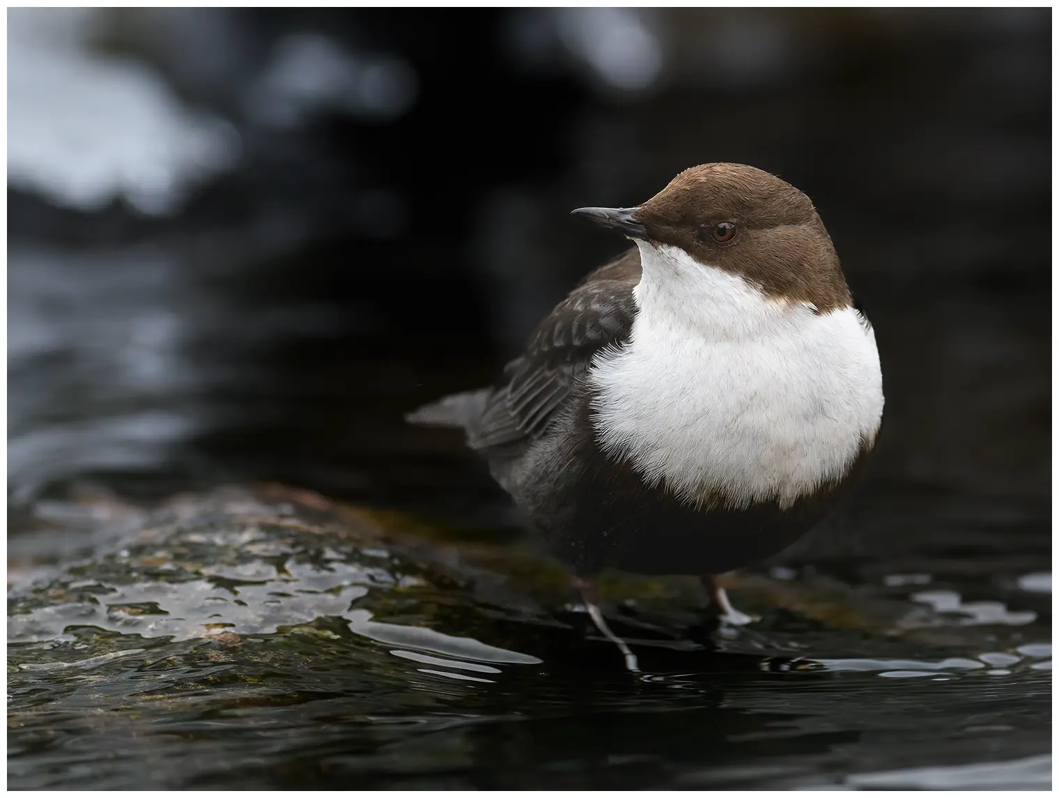 White-throated Dipper