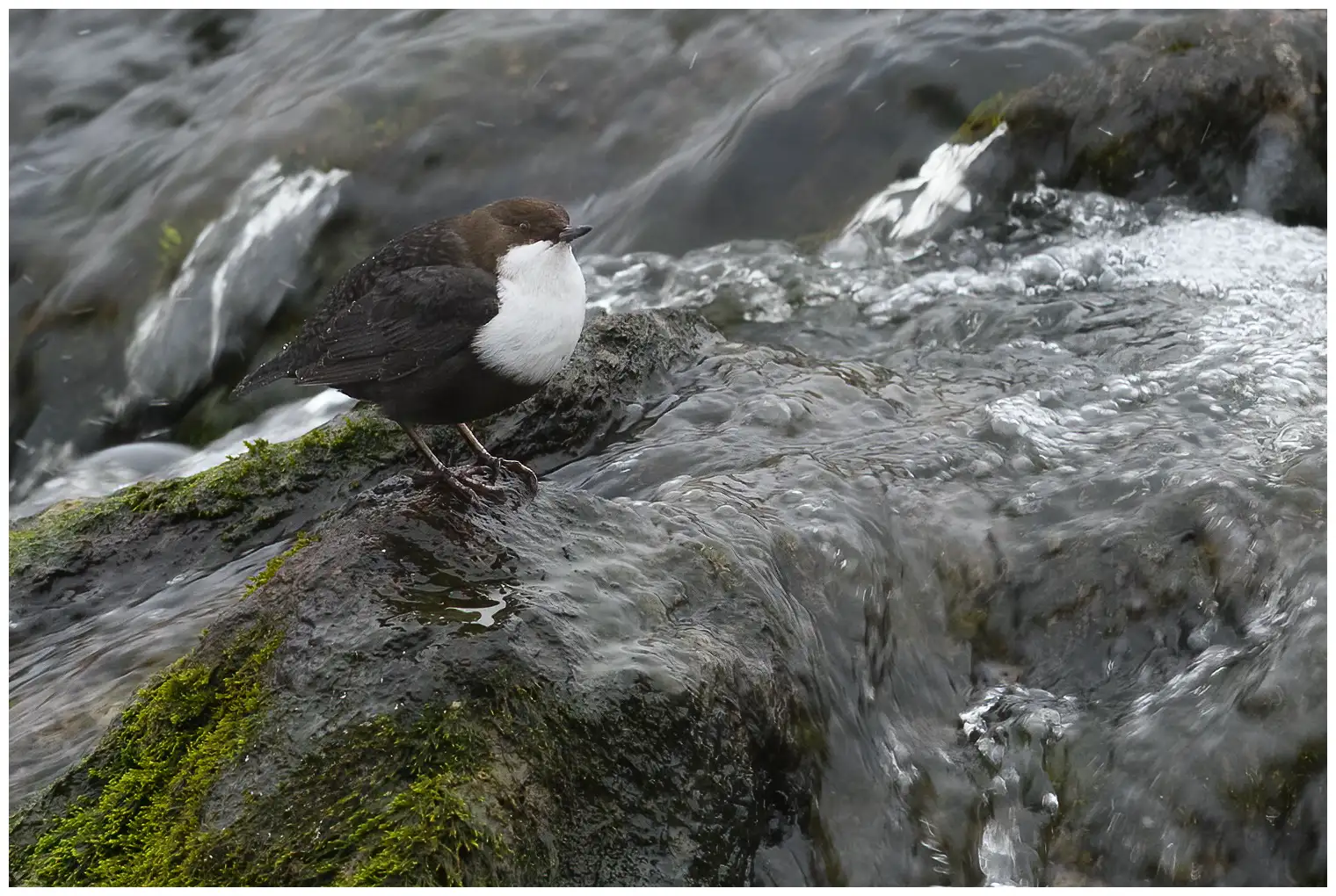 White-throated Dipper