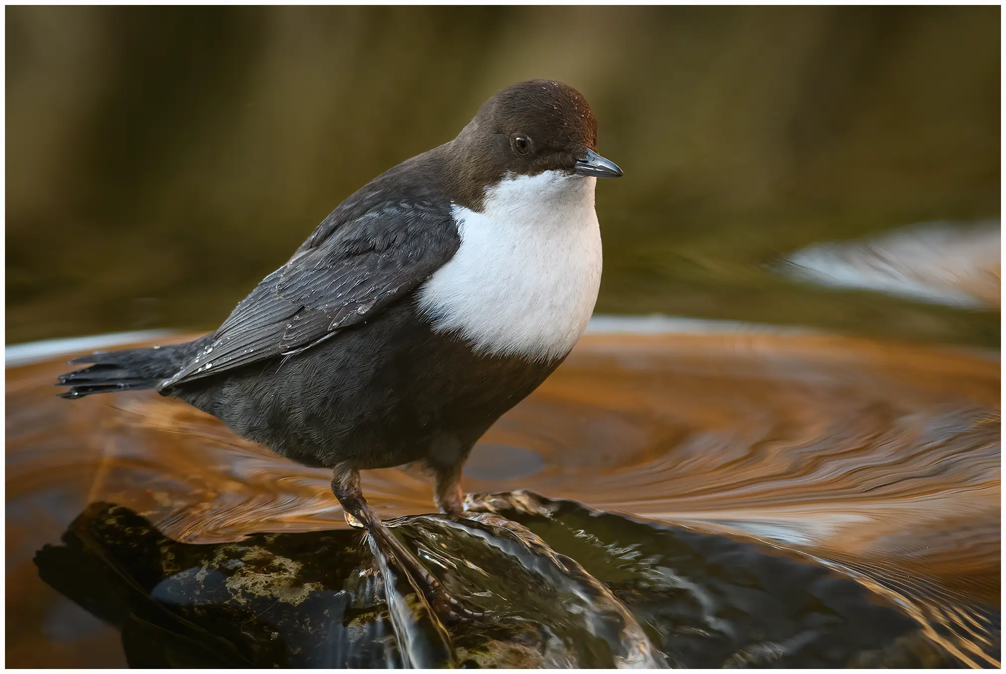 White-throated Dipper