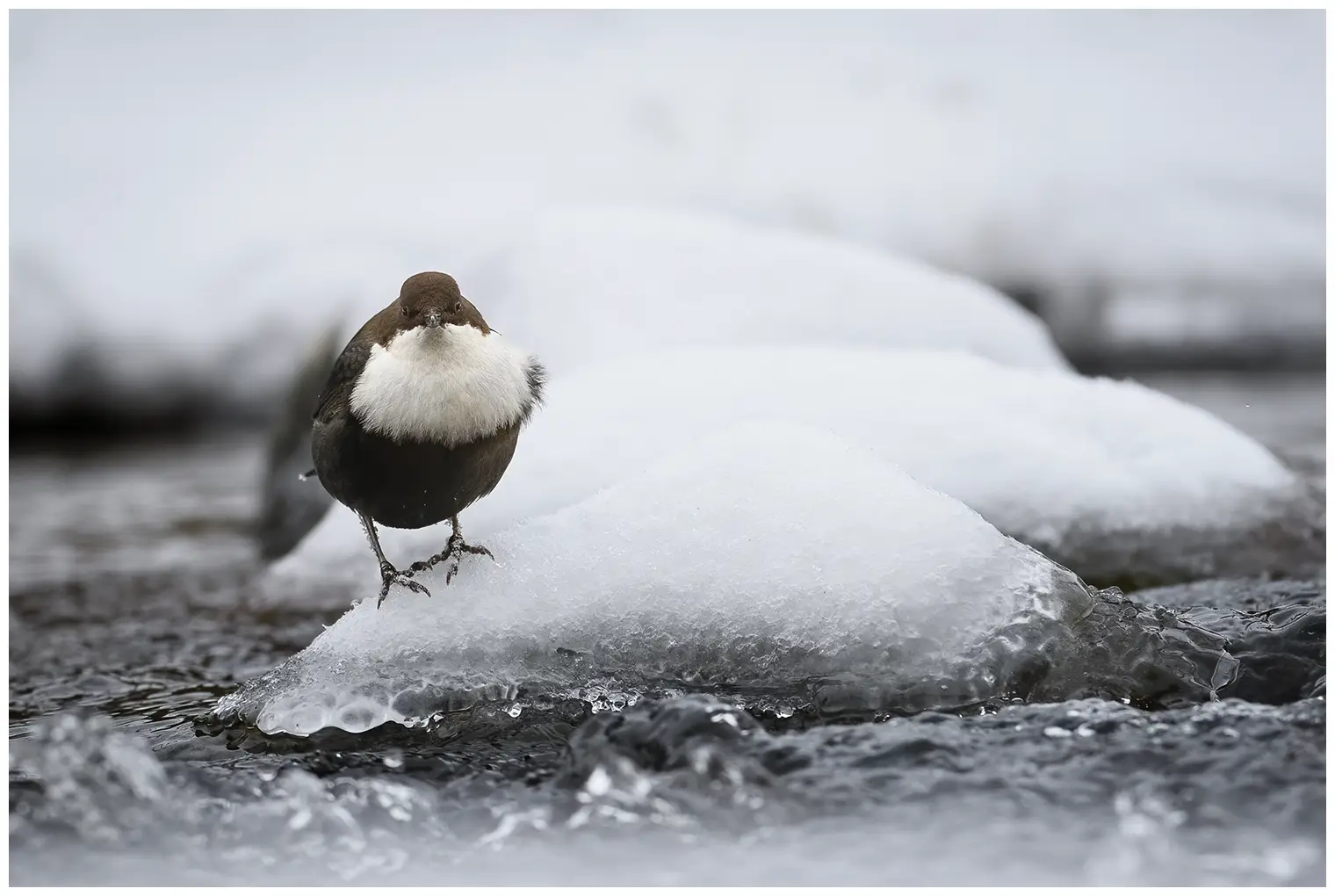 White-throated Dipper