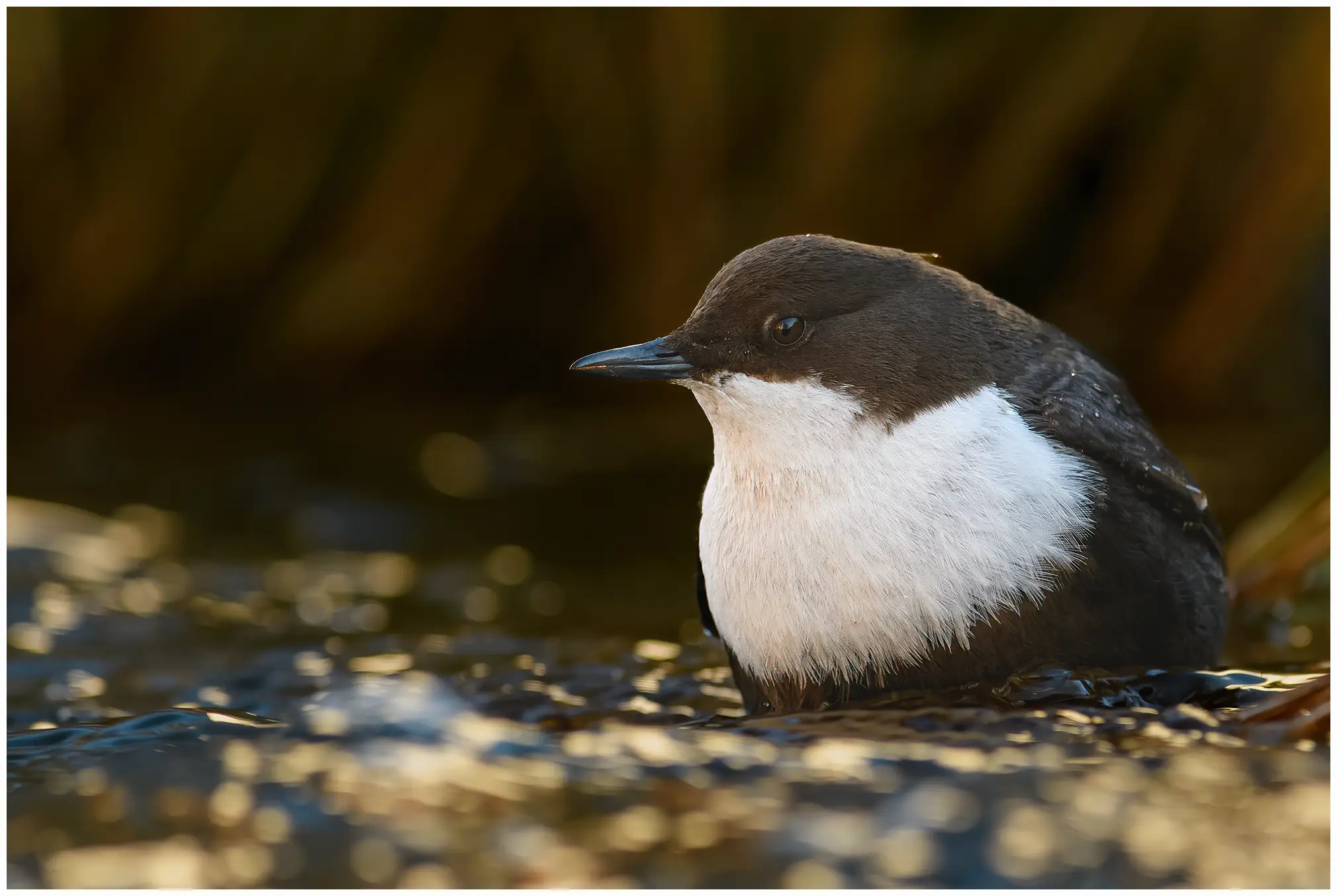 White-throated Dipper