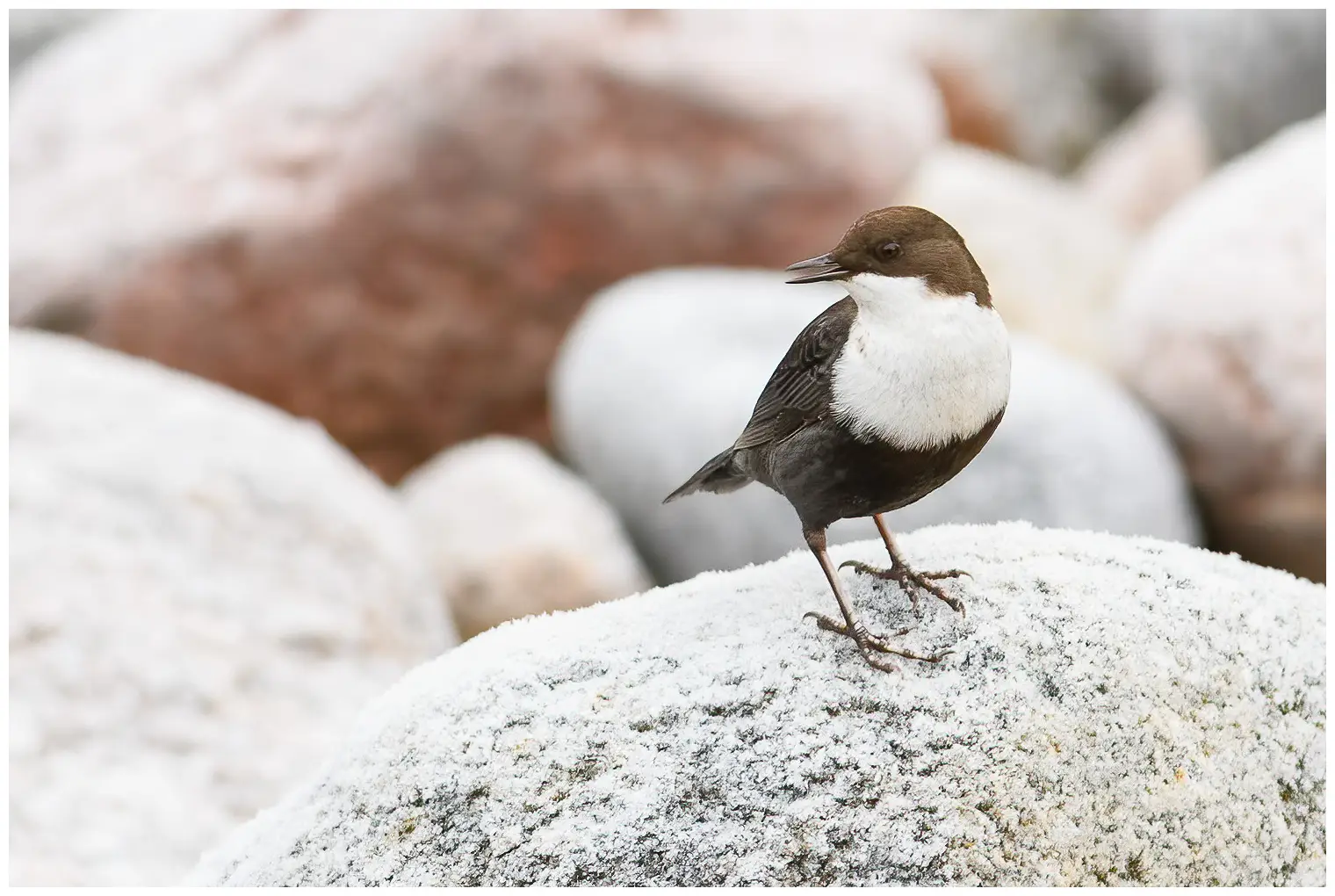 White-throated Dipper