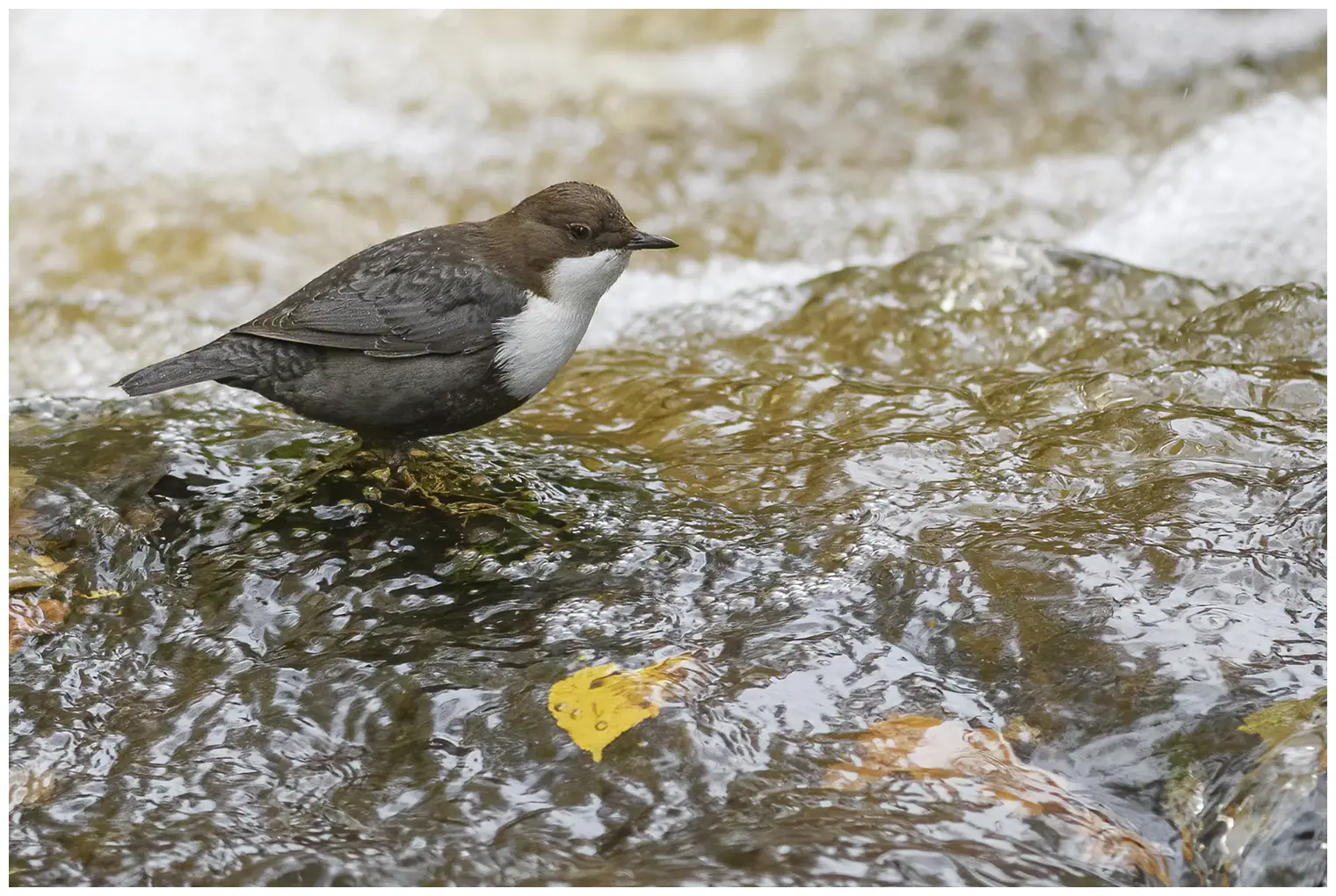White-throated Dipper