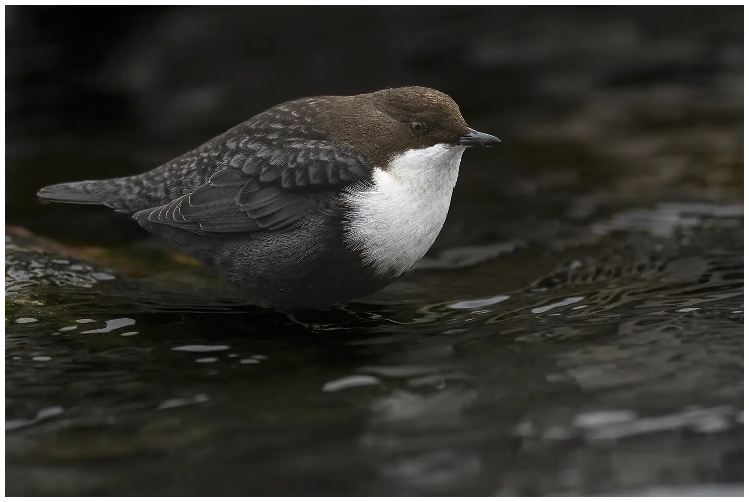 White-throated Dipper