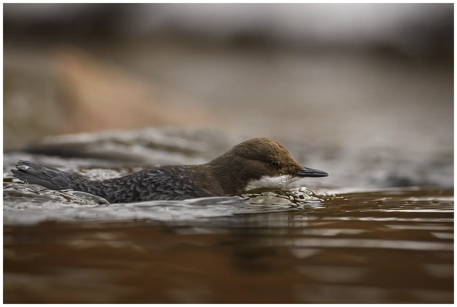 White-throated Dipper