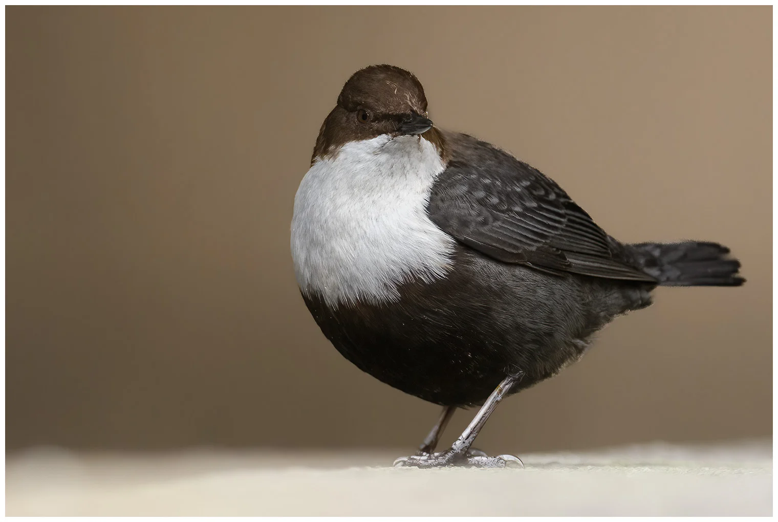 White-throated Dipper