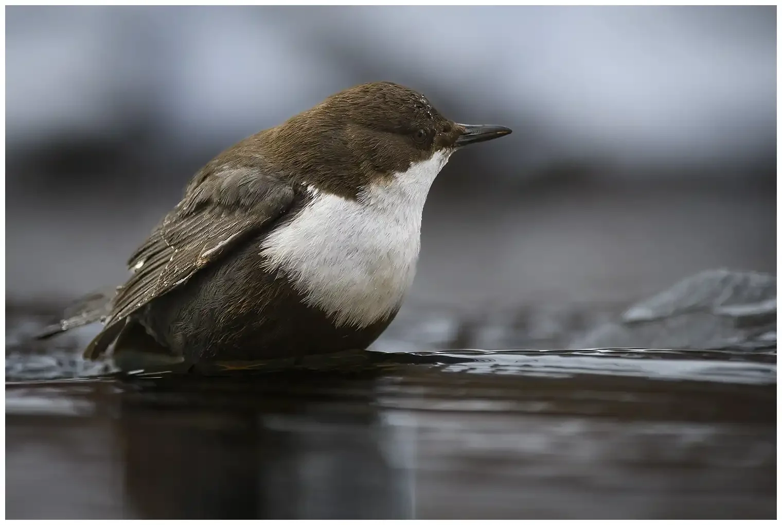 White-throated Dipper