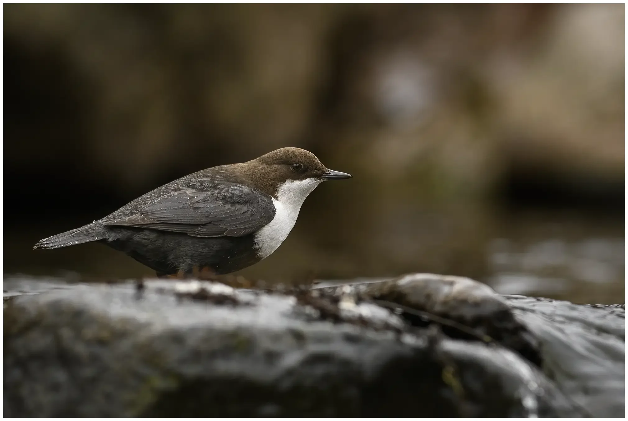 White-throated Dipper