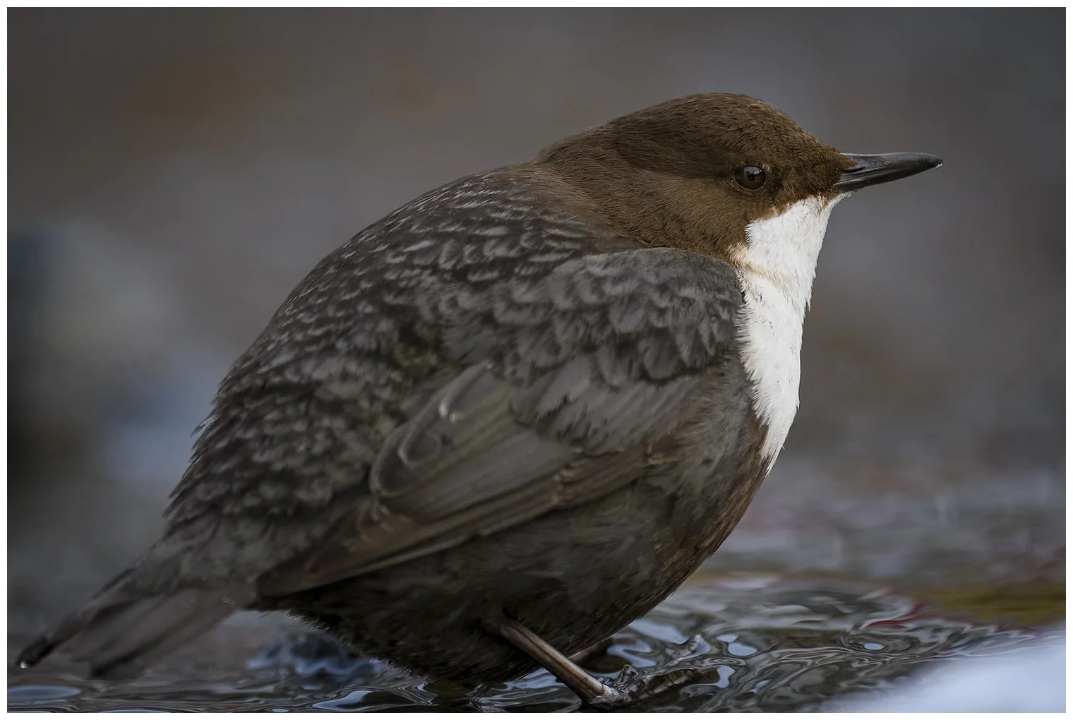 White-throated Dipper