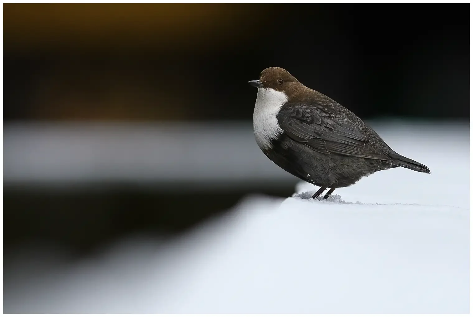 White-throated Dipper