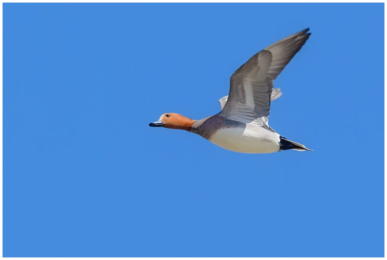 Wigeon